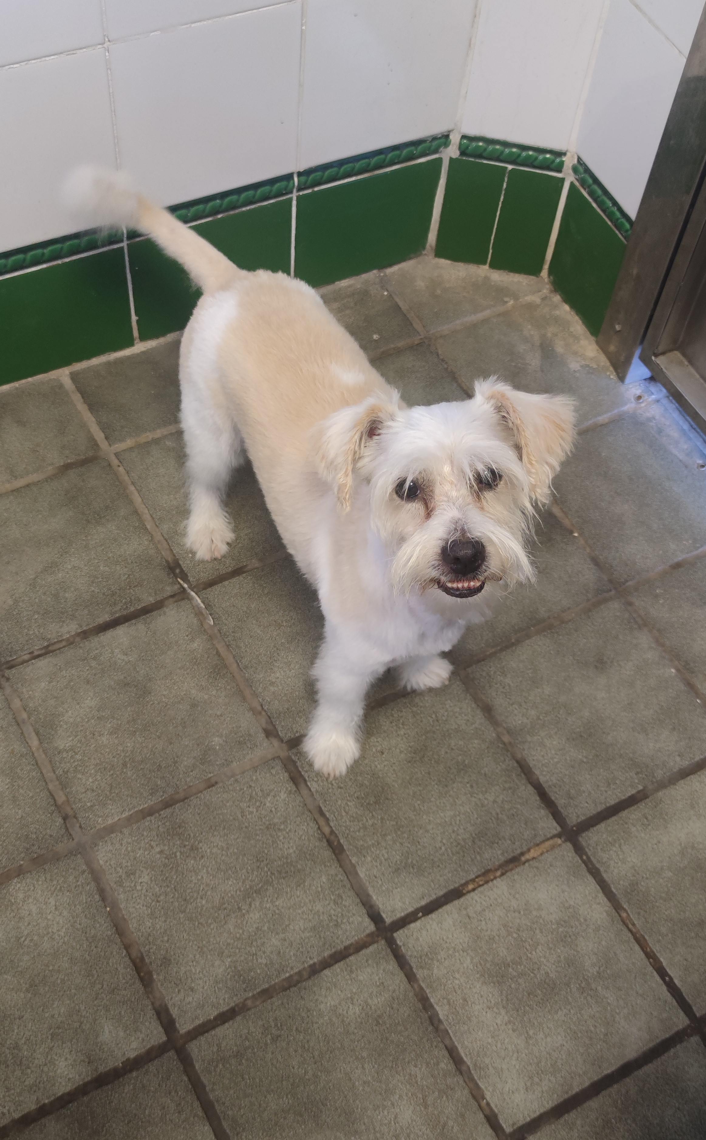 Peluquería de mascotas Yolapatitas